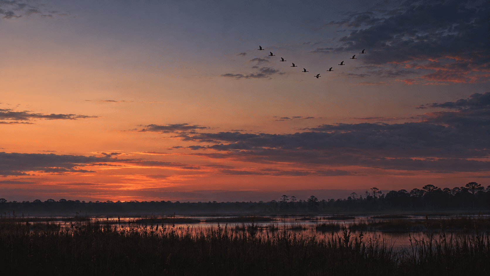 Ducks flying in a distant V formation across an evening sky above a quiet wetland